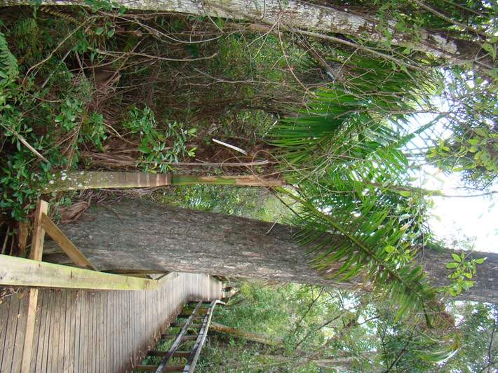 DSC09433 South Florida
