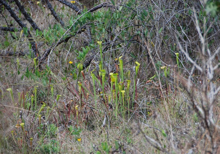 DSC_0081 Kisatchie