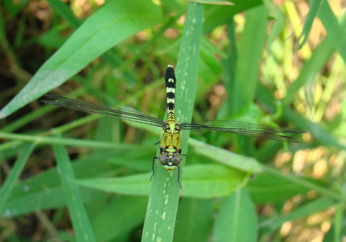 Eastern Pondhawk Female - Erythemis simpliciollus (1)
