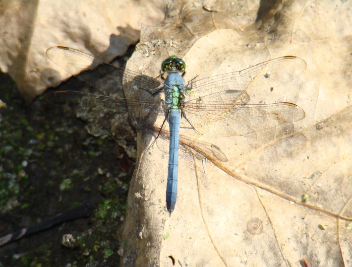 Eastern Pondhawk Male - Erythemis simpliciollus (1)