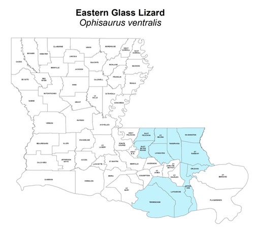 Eastern_Glass_Lizard