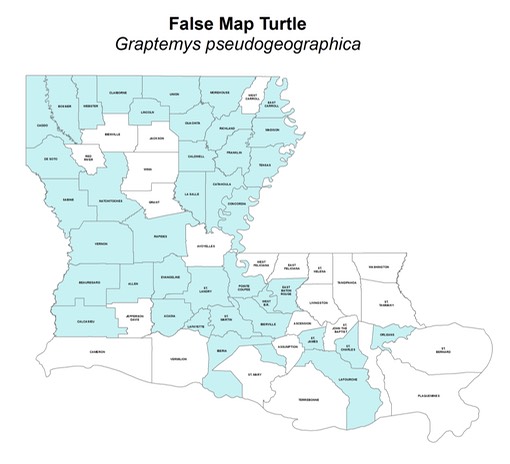 False Map Turtle