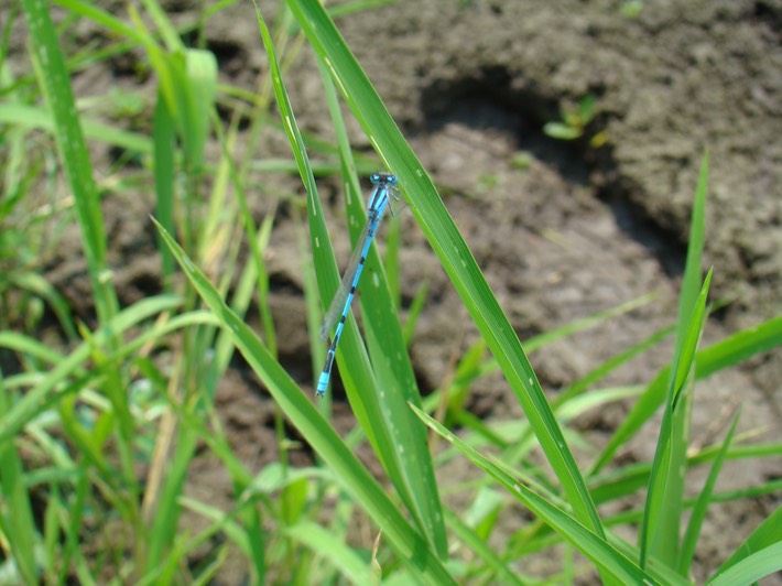 Familiar Bluet - Enallagma civile (2)