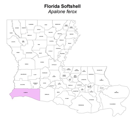 Florida Softshell