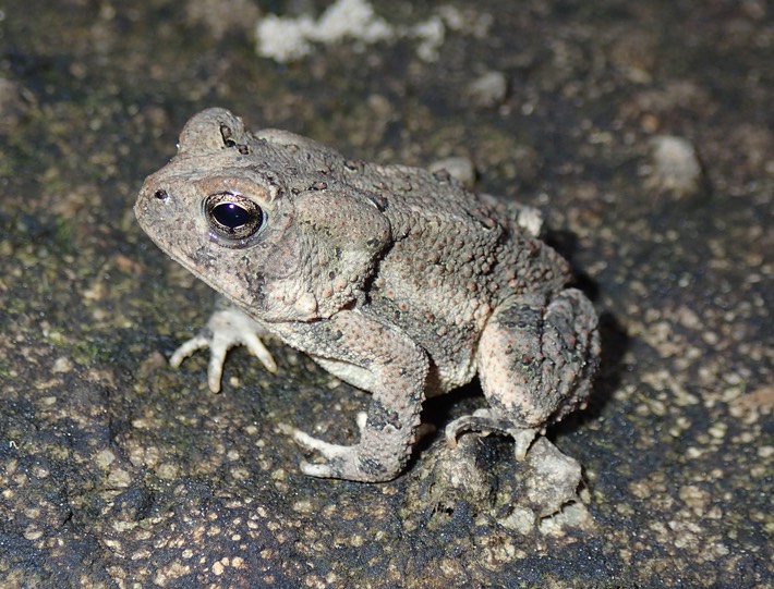 Fowler's Toad, Pearl River WMA, St. Tammany Parish Amphibians and Reptiles of Louisiana