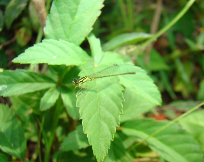 Fragile Forktail - Ischnura posita