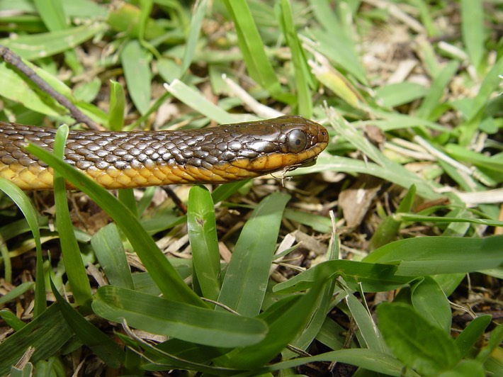 Glossy Crayfish Snake St. Bernard Parish.jpg