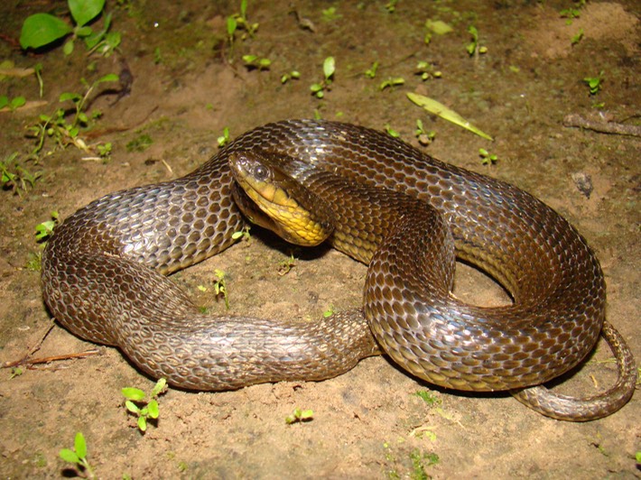 Glossy Crayfish Snake.JPG
