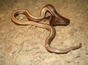 Graham's Crayfish Snake 1.JPG
