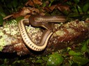 Graham's Crayfish Snake 2.JPG
