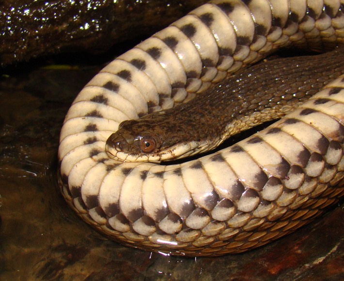 Graham's Crayfish Snake 3.jpg