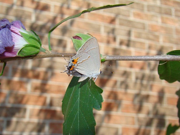 Gray Hairstreak (1) Jackson, MO