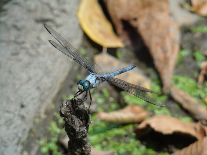 Great Blue Skimmer Male - Libellula vibrans (3)