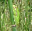 Green Treefrog Atchafalaya 1