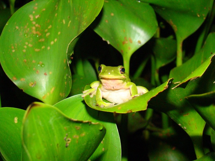 Green Treefrog Atchafalaya 2