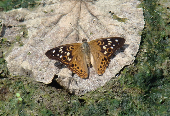 Hackberry Emperor - Asterocampa celtis (5)