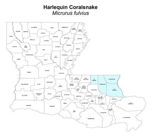 Harlequin_Coralsnake