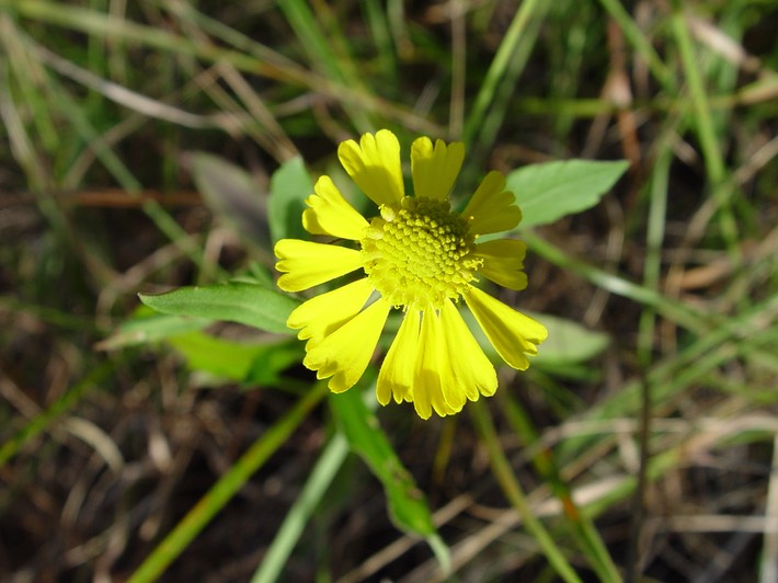 Helenium autumnale (Autumn or Common Sneezeweed)
