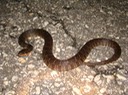 Plain-bellied Watersnake Vermilion Parish.jpg