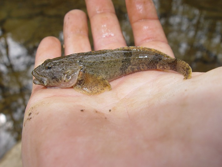 herps 2005 011 Rutherford