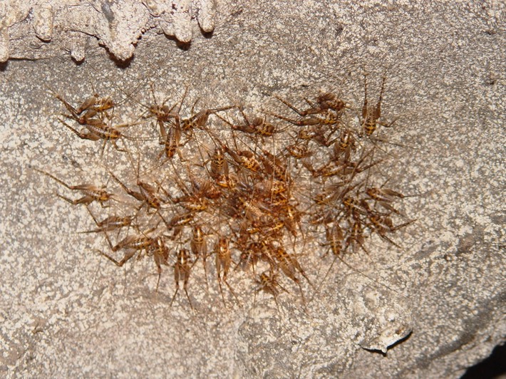 herps 2005 095 East TN Cave