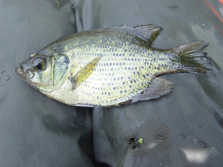 Herps 2005 386 Reelfoot
