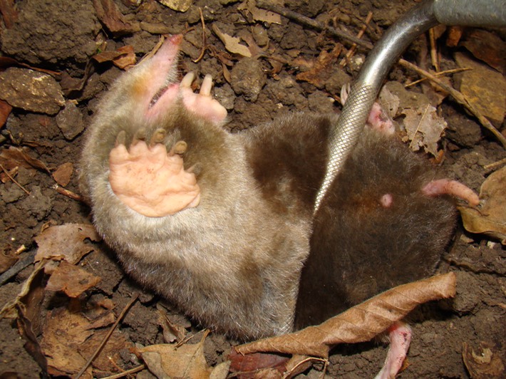 Herps Bollinger (62)