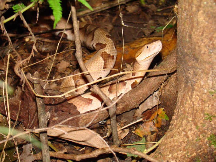 Copperhead 1.jpg