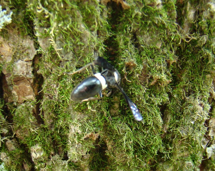 Hymenopteran (1)
