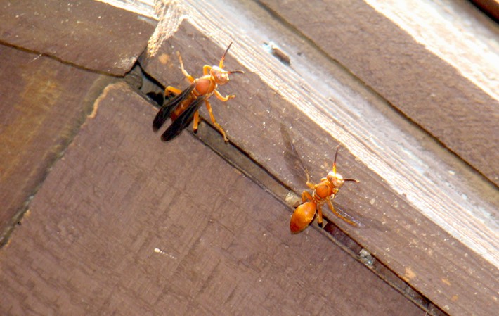 Hymenopteran
