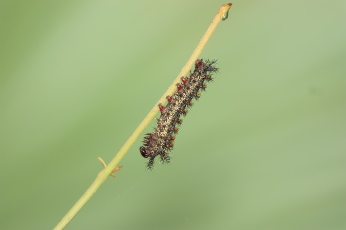 IMG_3950 Lake Martin