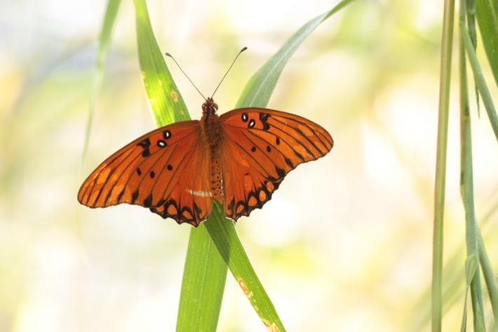 IMG_6526 Lake Martin