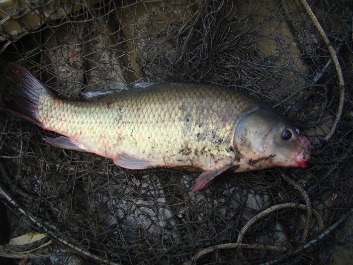 Insects Mostly 005 BOTSP