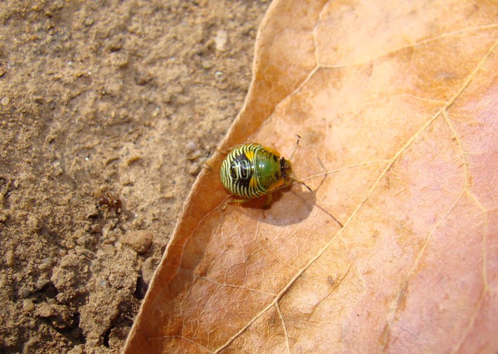 Insects Mostly 042 St. Francois Co., MO