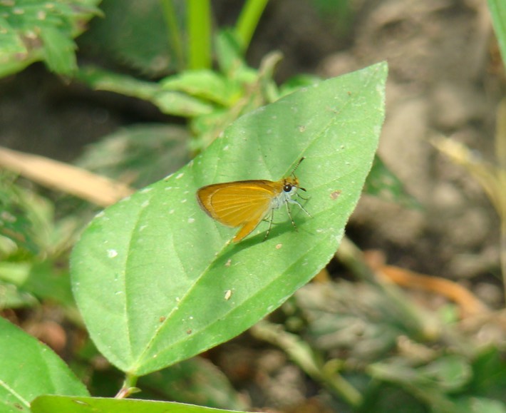 Least Skipper - Ancyloxypha numitor (3)