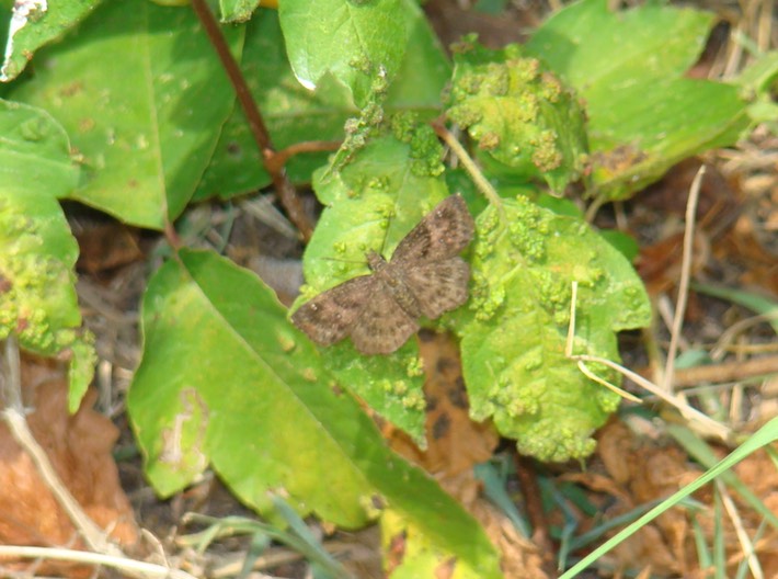 Lepidopteran