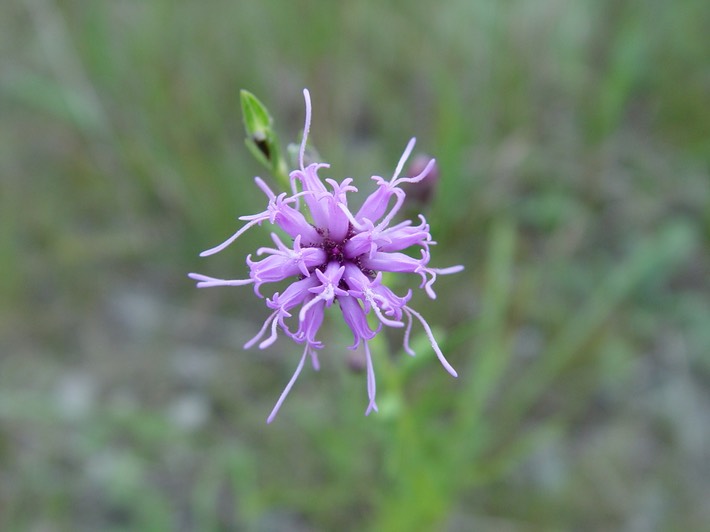 Liatris squarrulosa (Southern Blazing Star)