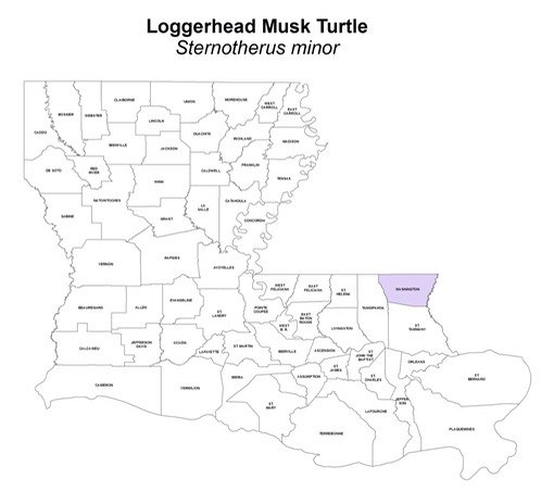 Loggerhead_Musk_Turtle