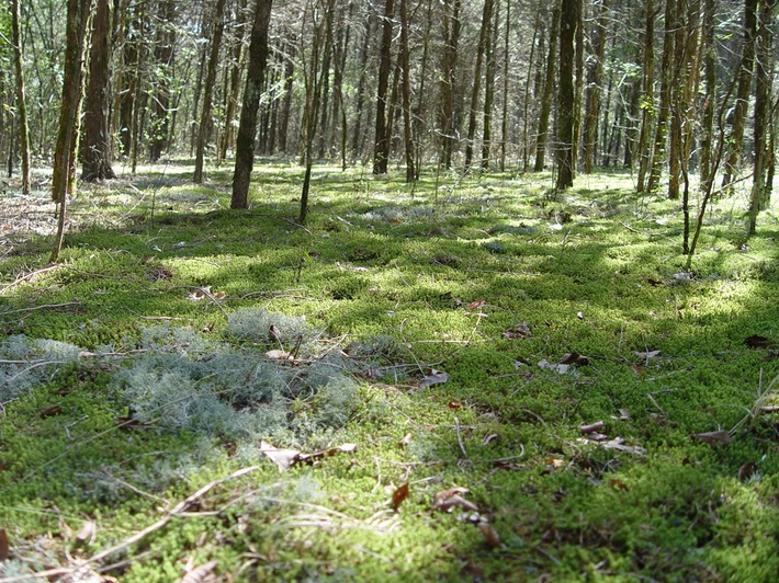 Main Park (2)