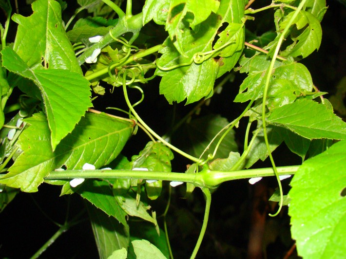 Matt Trip May 2009 237 ATCH