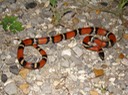Milksnake.jpg