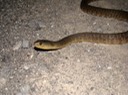 Mississippi Green Watersnake.JPG
