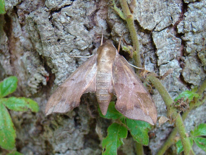 Moth (1)