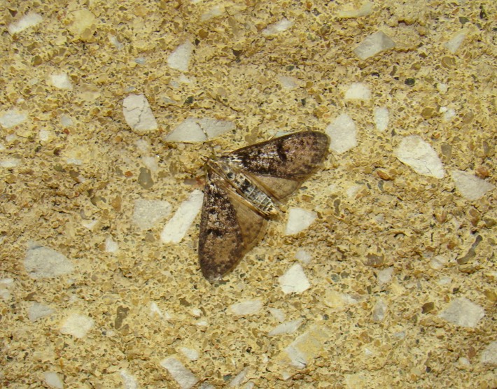 Moth