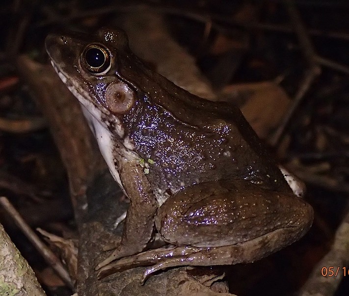 Green Frog Brad Glorioso’s Personal site Amphibians and Reptiles