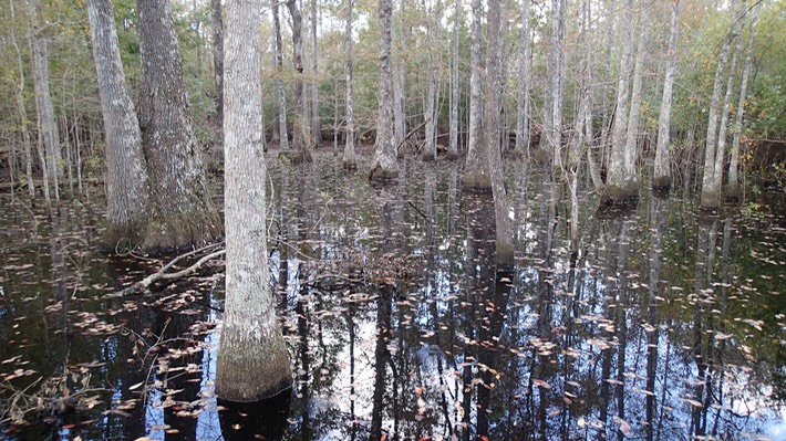 PA230265 Bogue Chitto NWR