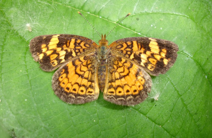 Pearl Crescent (Phyciodes tharos) (1)