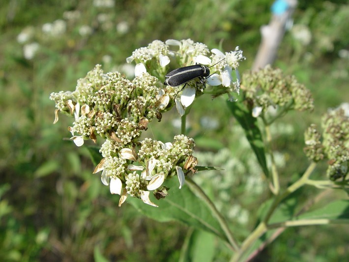 Picture 151 Flat Rock