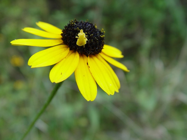 Picture 189 Flat Rock