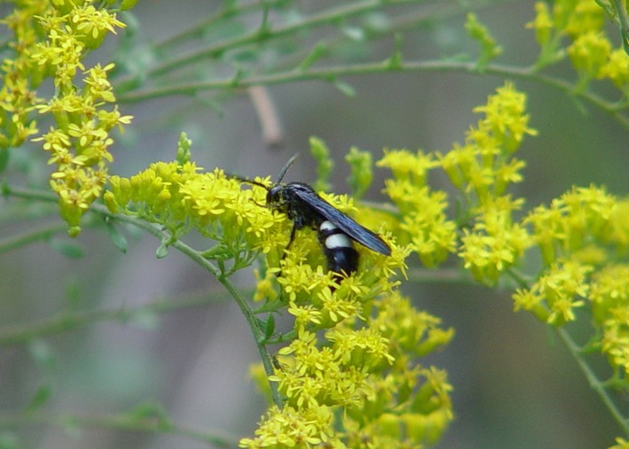 Picture 243 Flat Rock